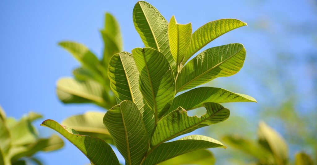 Obat Herbal yang Efektif Menurunkan Kolesterol Tinggi